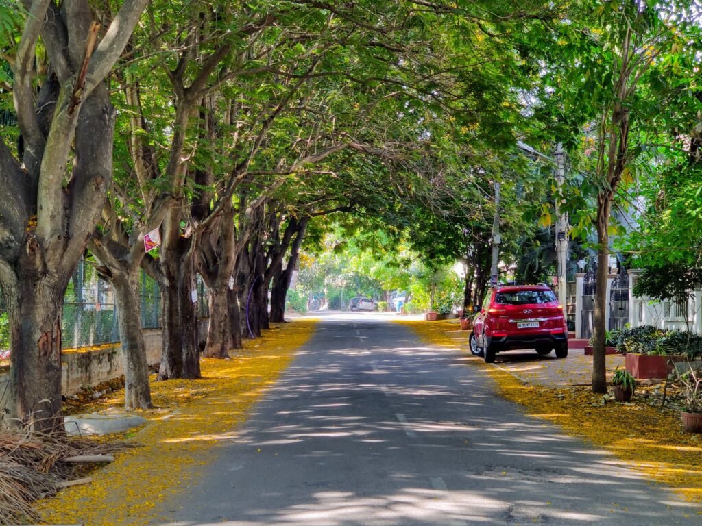 Tree-lined Bengaluru road