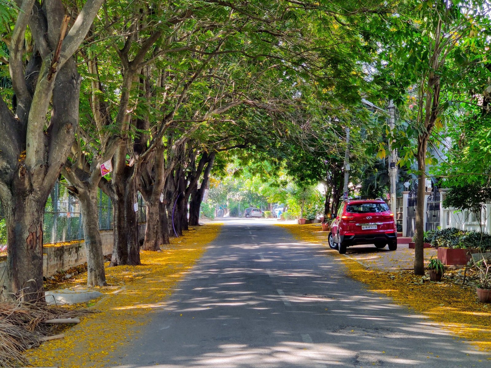 Tree-lined Bengaluru road