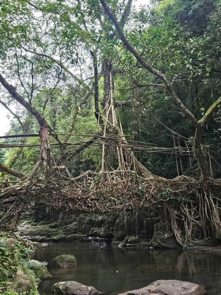Living root bridge in Meghalaya