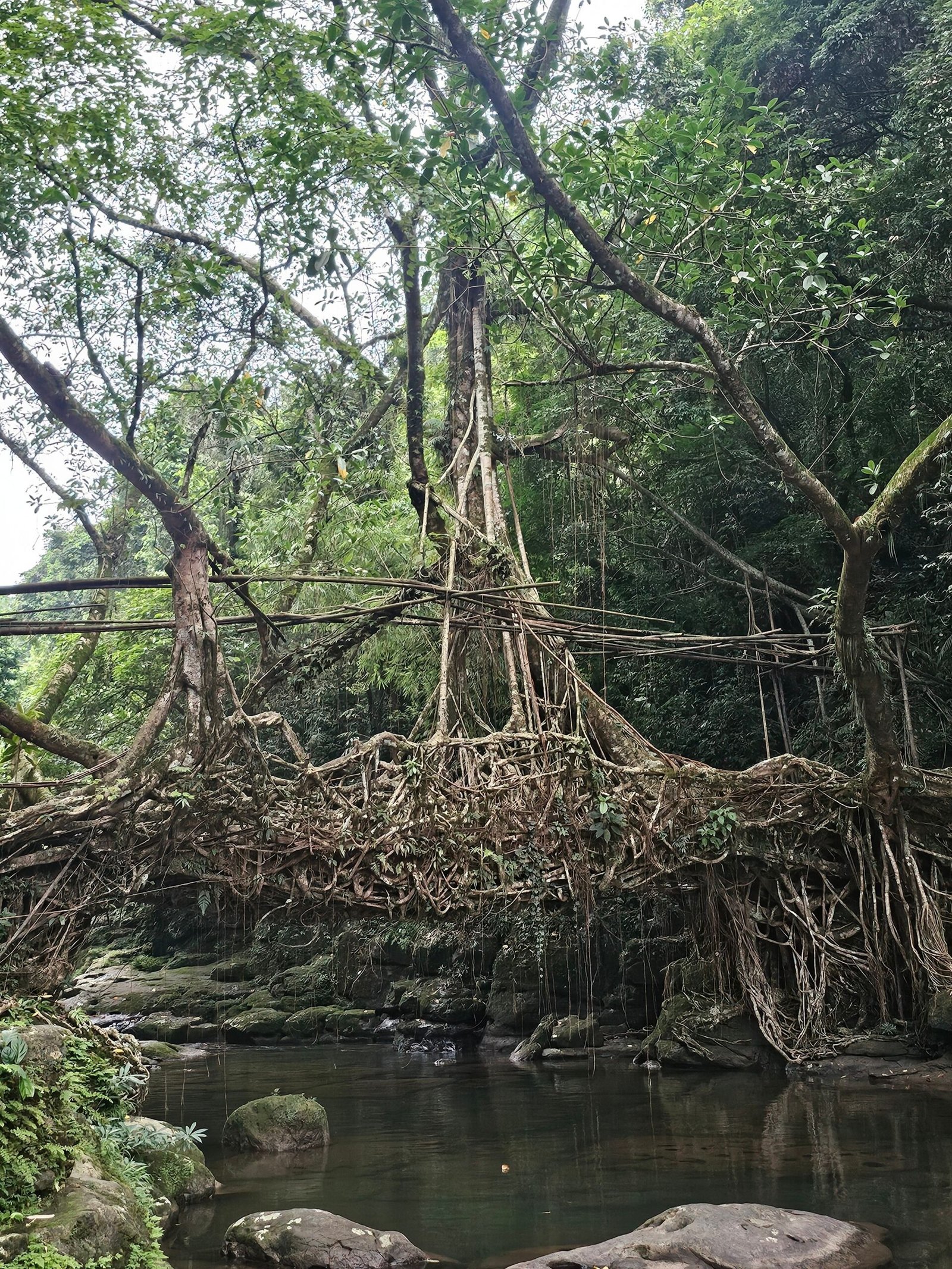 Living root bridge in Meghalaya