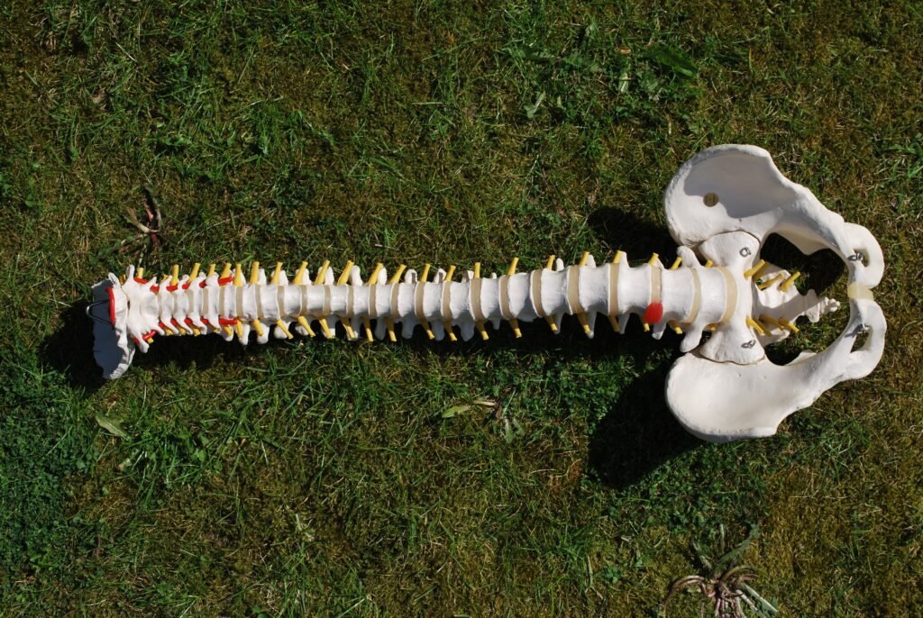 Anatomical model of the human spine